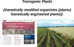 Photo of Transgenic Plants (Genetically modified organisms (plants) Genetically
